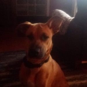 Meet your Posher, Rita